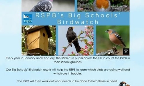 News » The Big Schools' Birdwatch